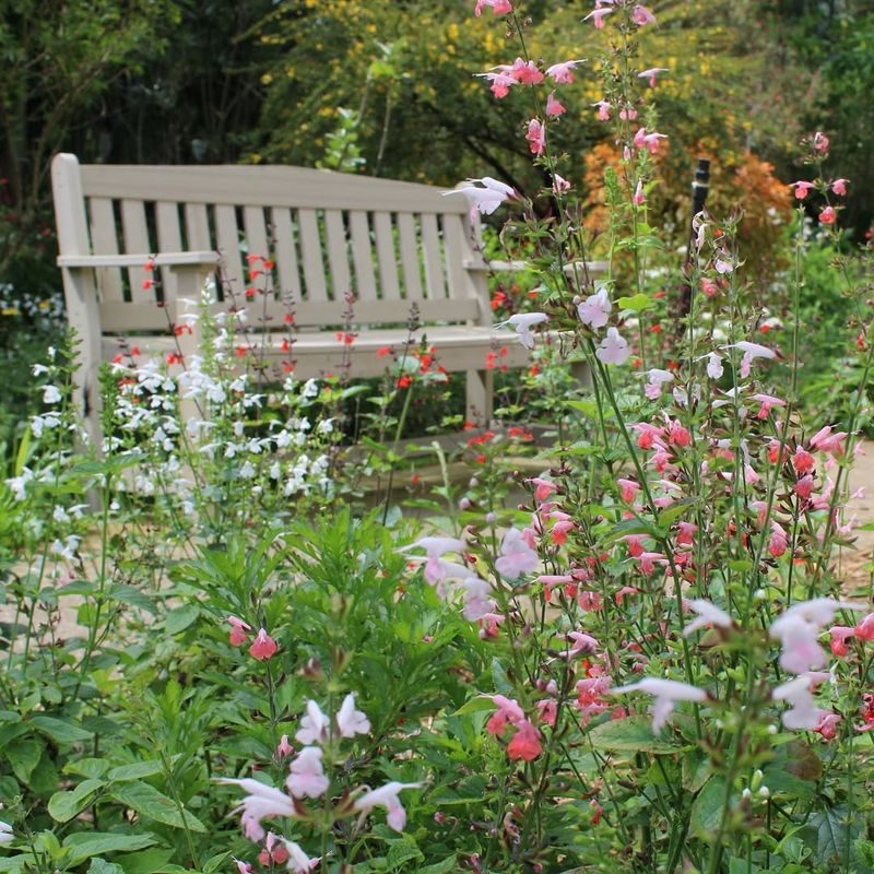 Bring In Pollinator Friendly Plants