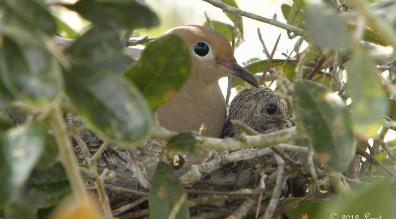 Plant Live Oak For Lifesaving Summer Canopy