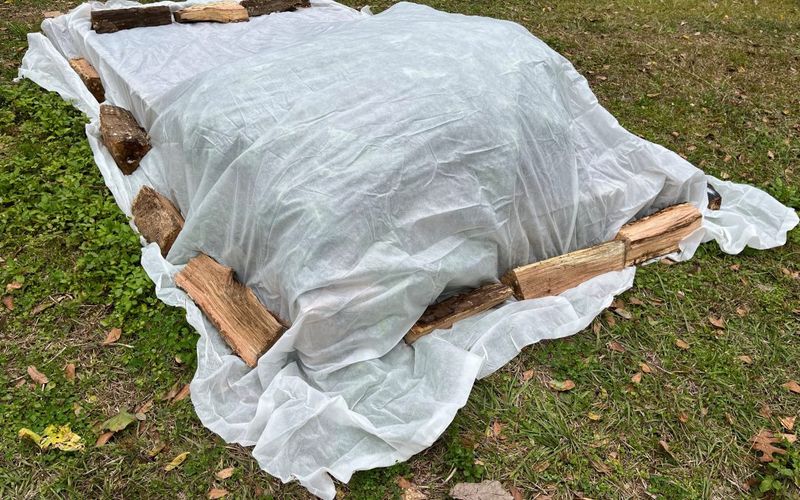 Cover Emerging Shoots When Temperatures Drop