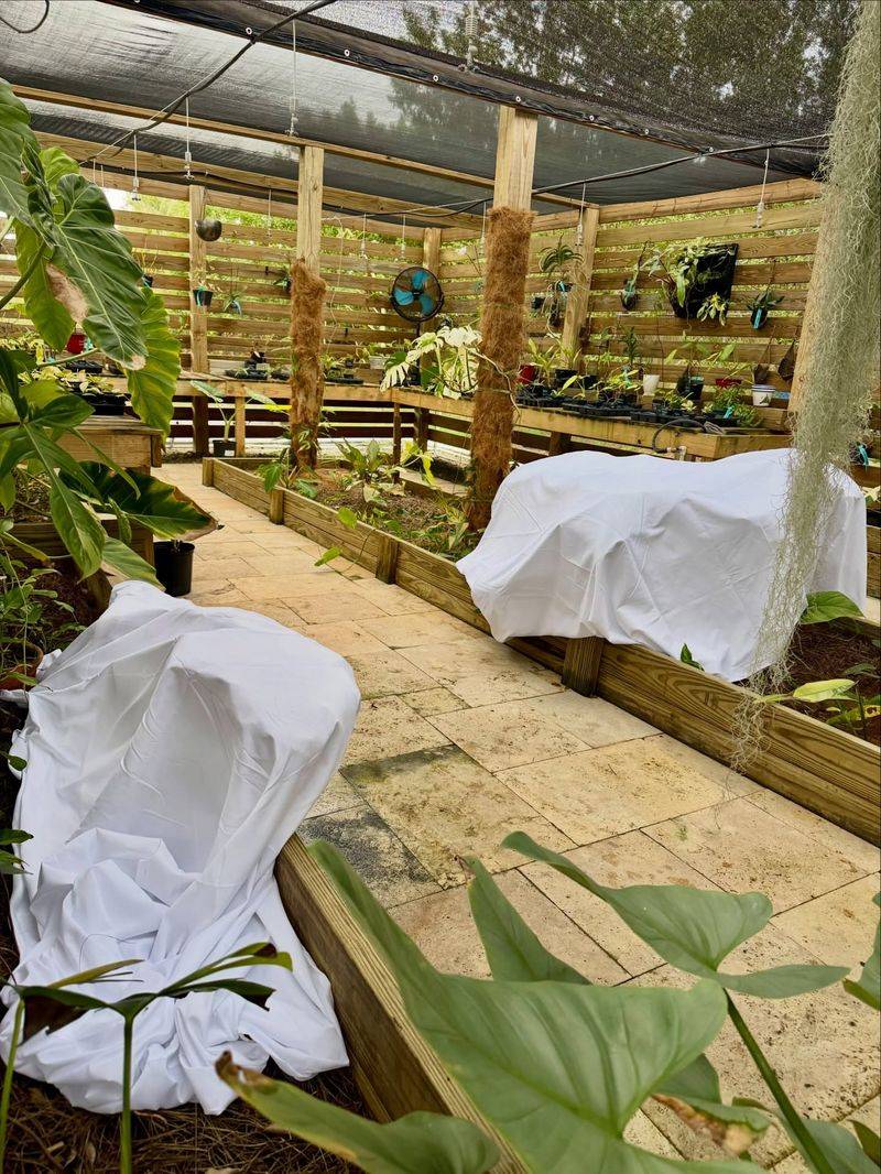 Cover Plants Before Sunset Not After Frost Forms