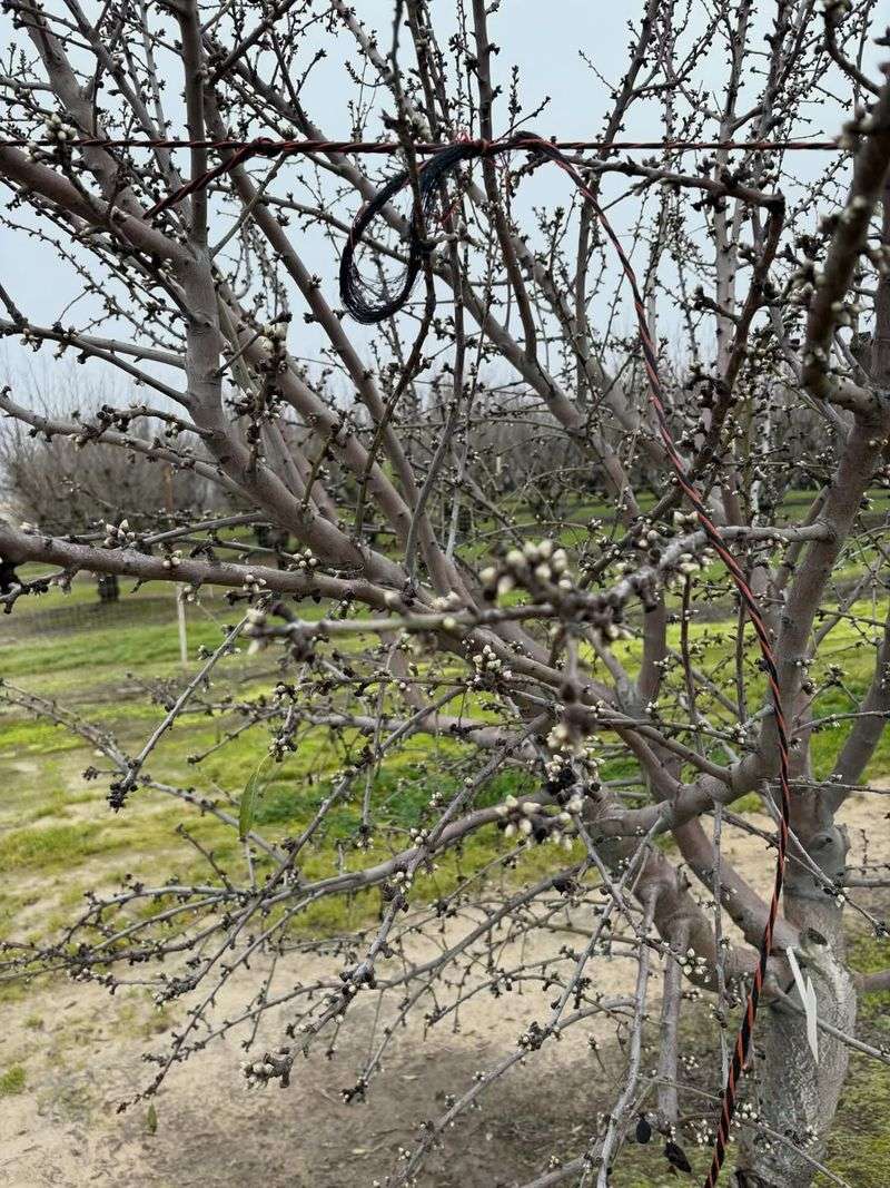 Watch For Signs Of New Growth Before Taking Further Action