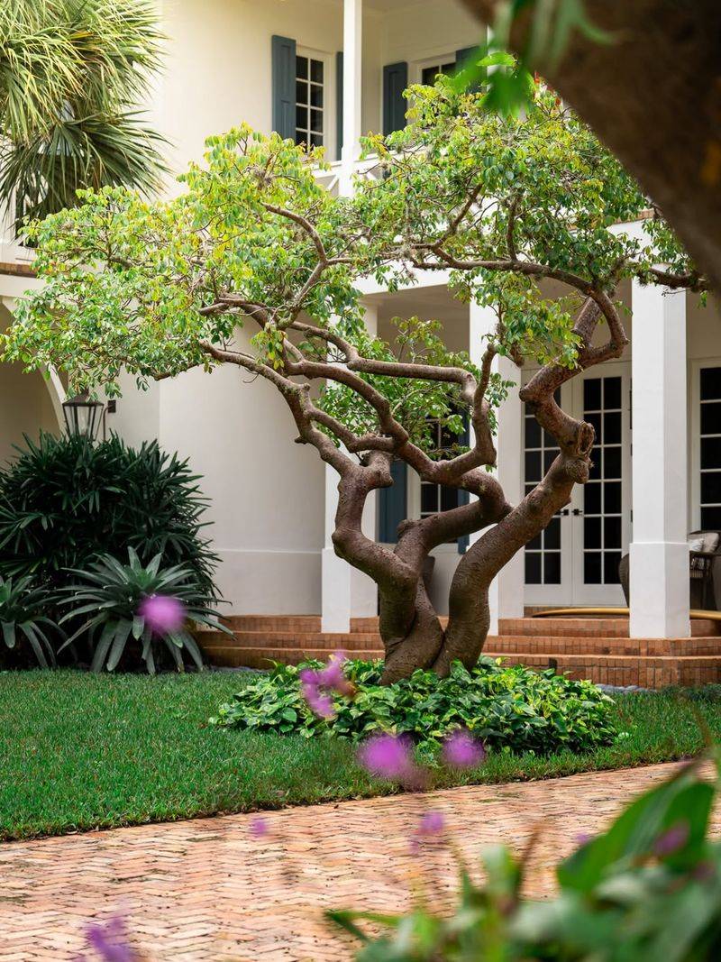 Create Shade And Cooling Greenery