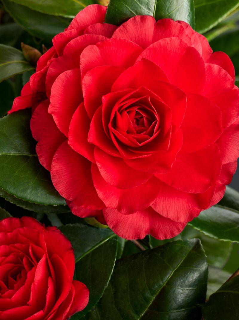 Plant Winter-Blooming Camellias For Stunning Flowers