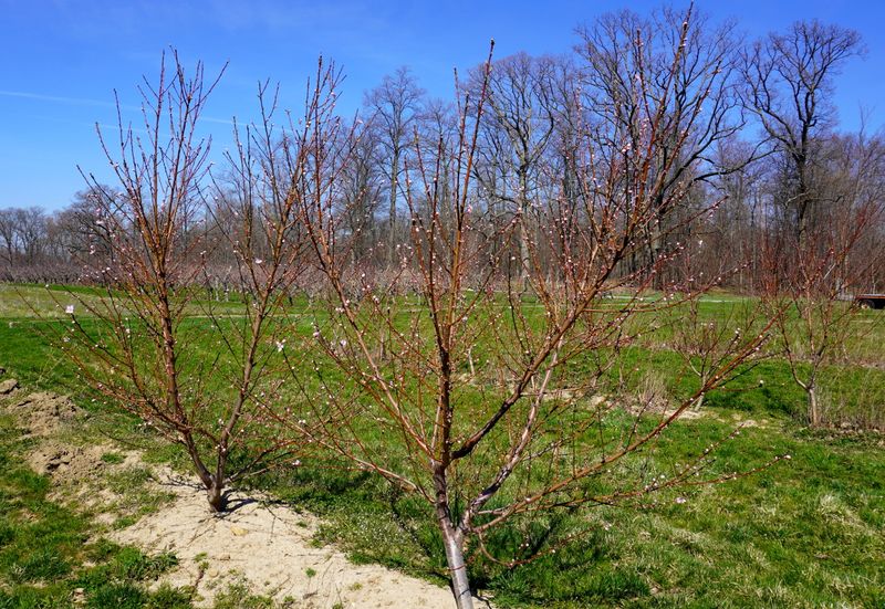 Moist Soil Helps Reduce Frost Impact