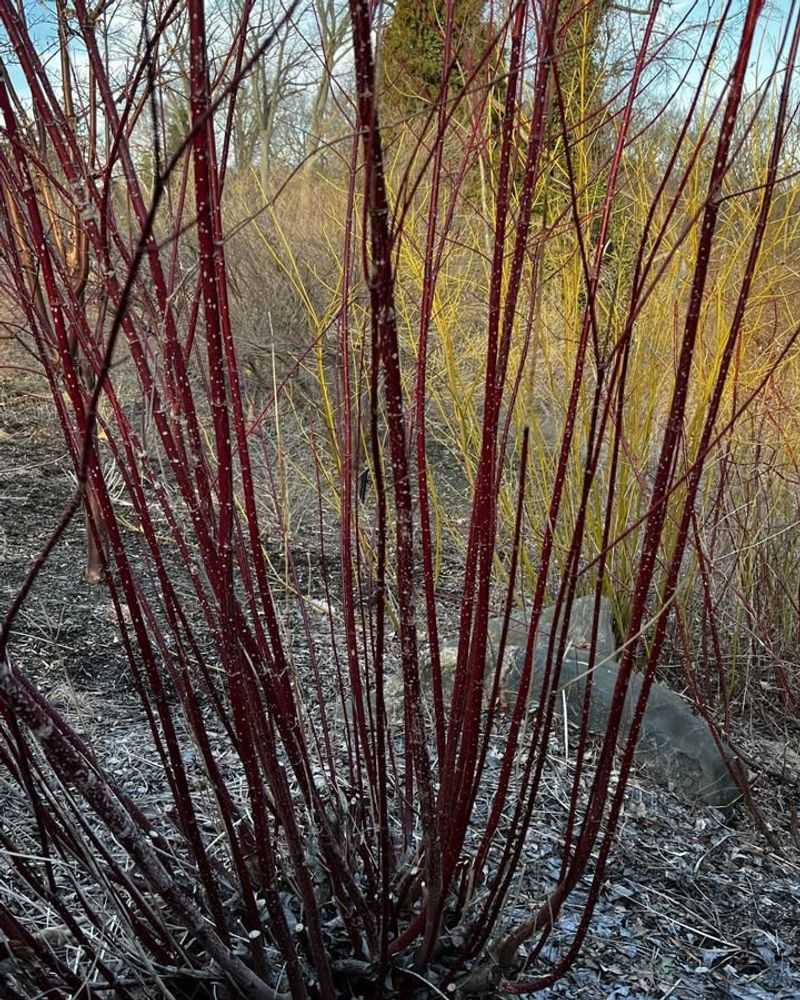 Grow Red Twig Dogwood For Bright Winter Color