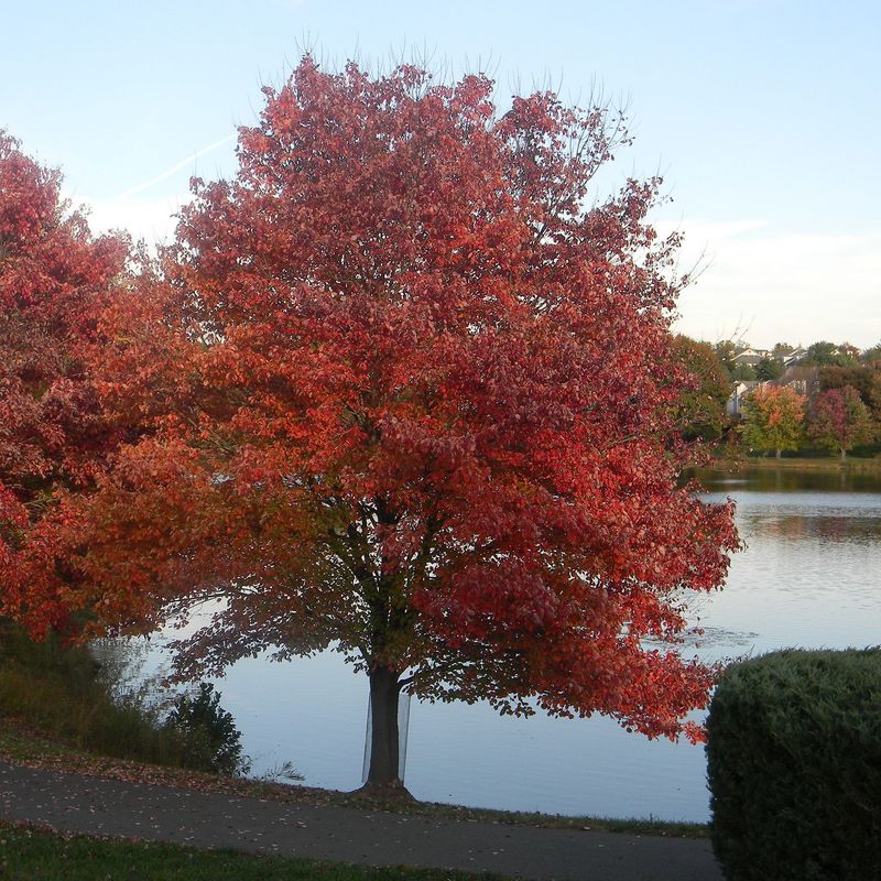 Plant Native Red Maple For Reliable Growth