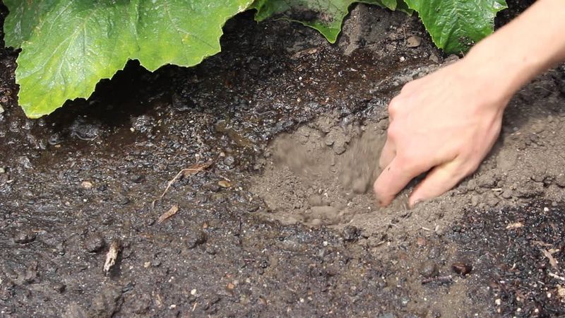 Keep Soil Damp Without Overdoing It