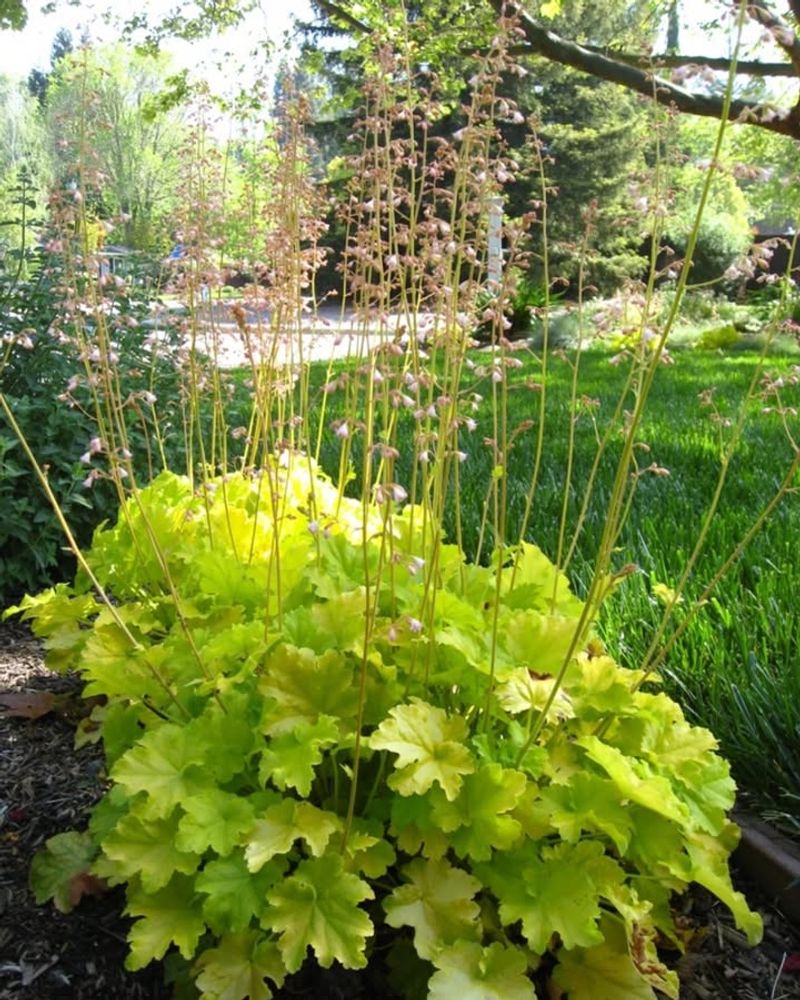 Add Color With Coral Bells Plants