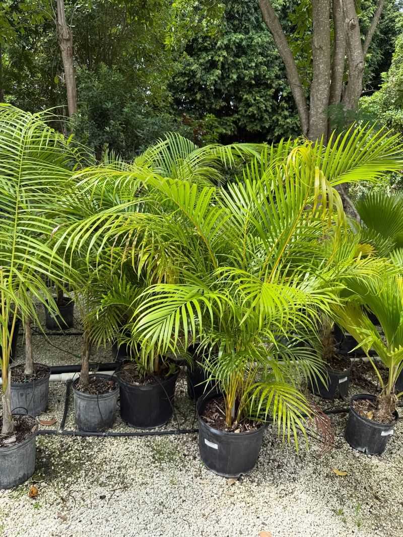 Use Container Plant Screens