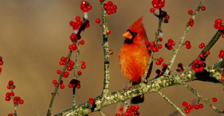 cardinal in hawthorn tree