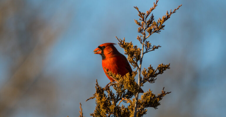 cardinal in a tree