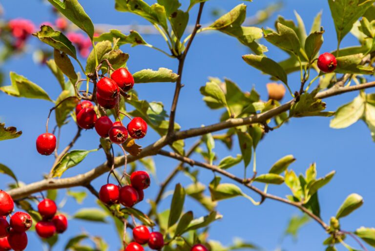 dotted hawthorn tree berries