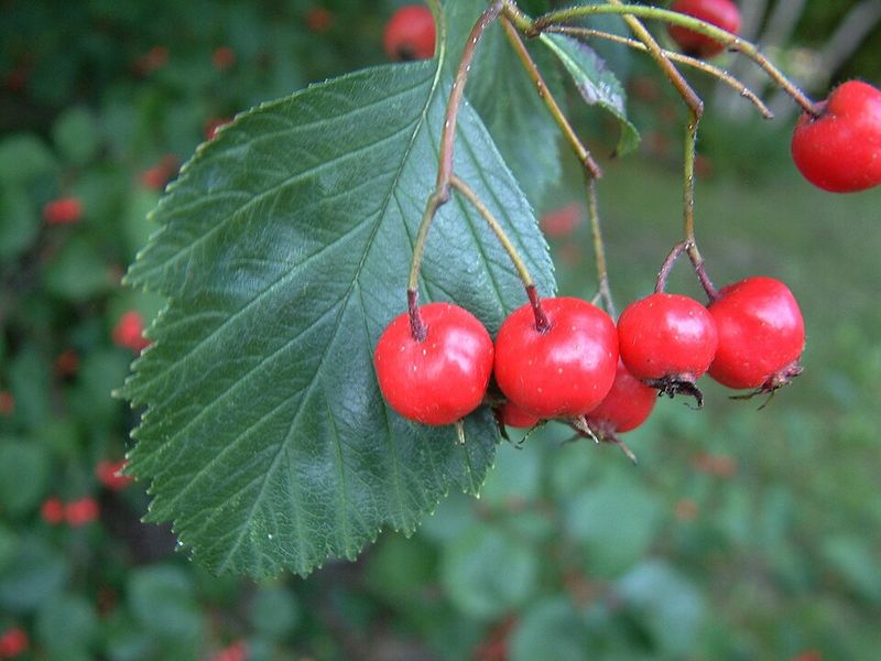 Dotted Hawthorn Berries Feed The Birds All Season