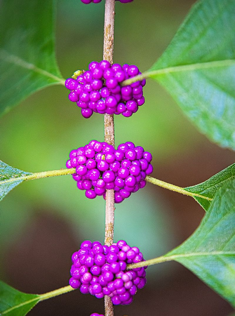 Use Beautyberry To Provide Food And Protection