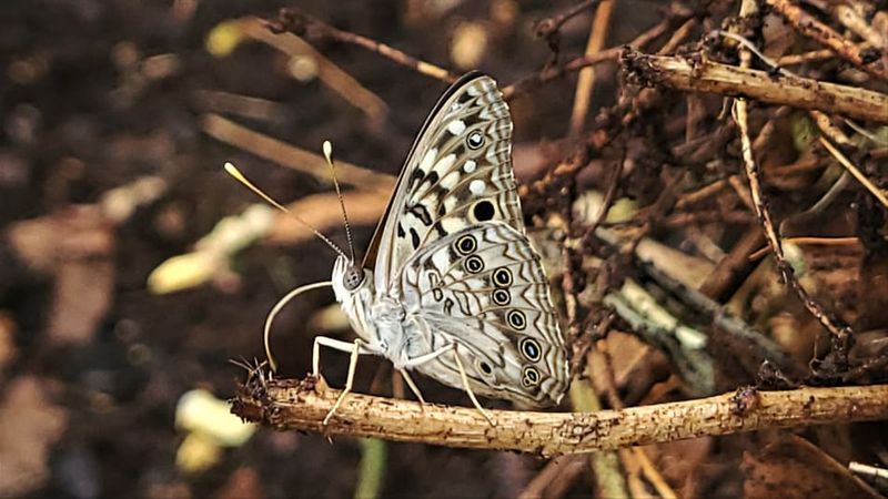 Plant Hackberry Trees For Tawny Emperor Butterflies