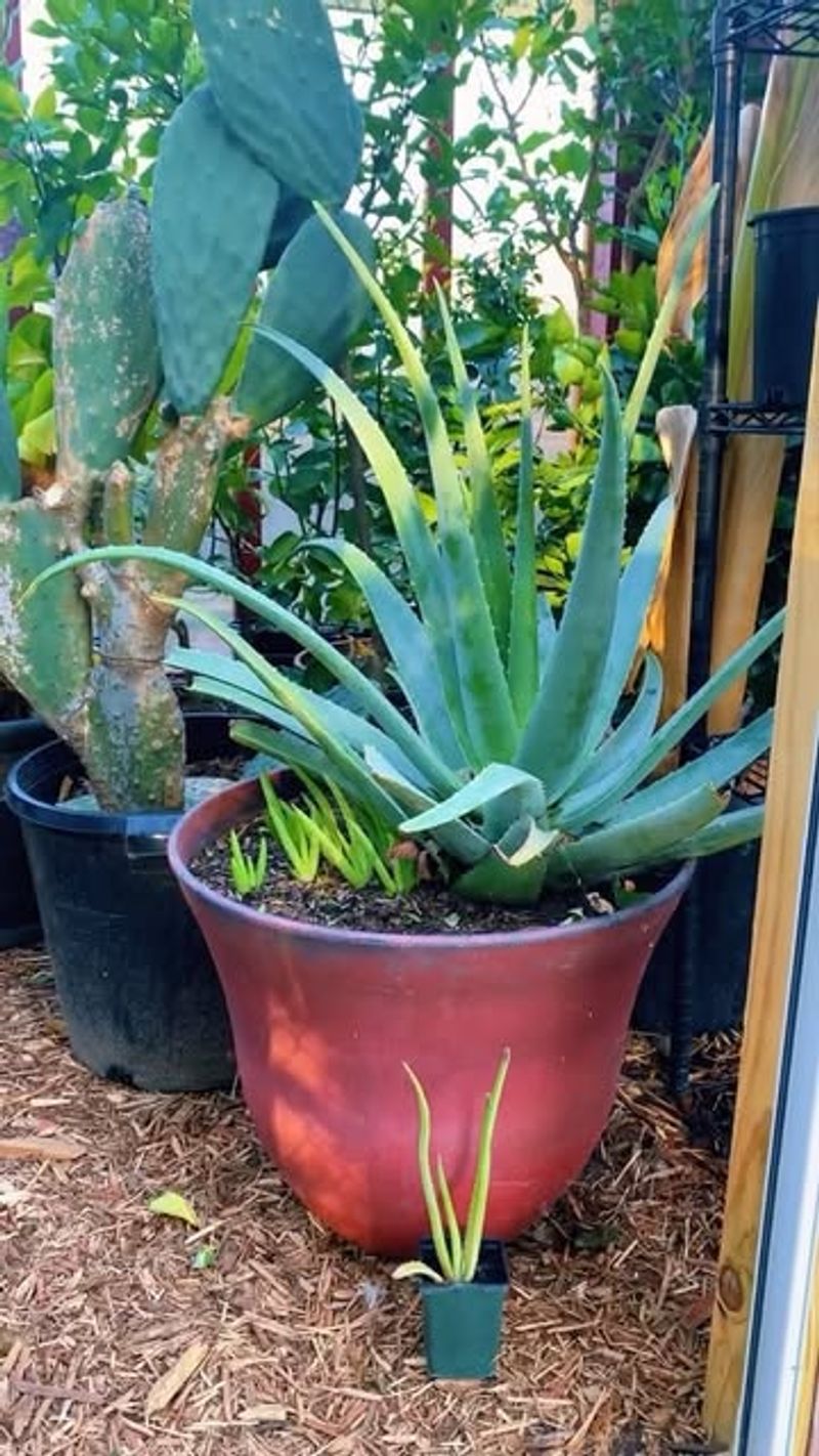 Needs Little Water And Still Looks Striking Aloe
