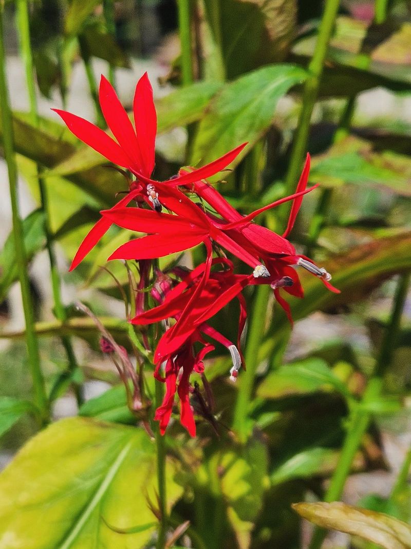 Combines Beauty And Ecological Value In One Plant