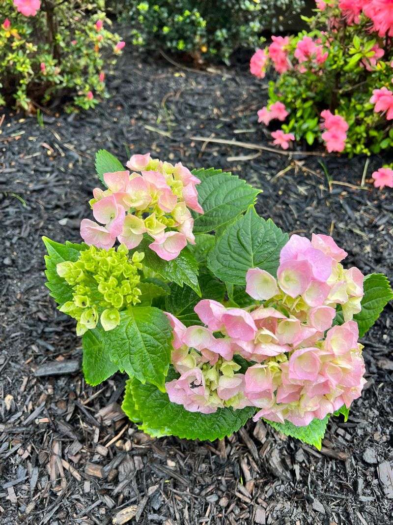 Fertilize For Early Spring Growth