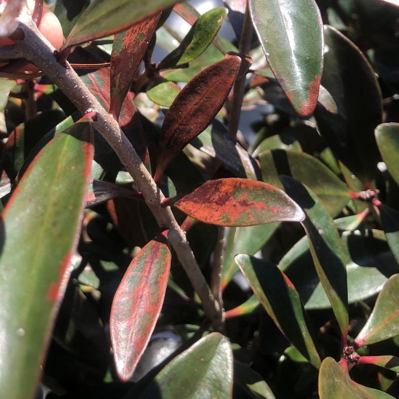 Support Plants Through A Careful Recovery Period