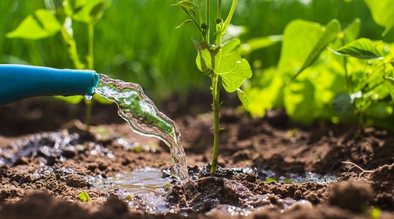 Water At The Base Of Plants