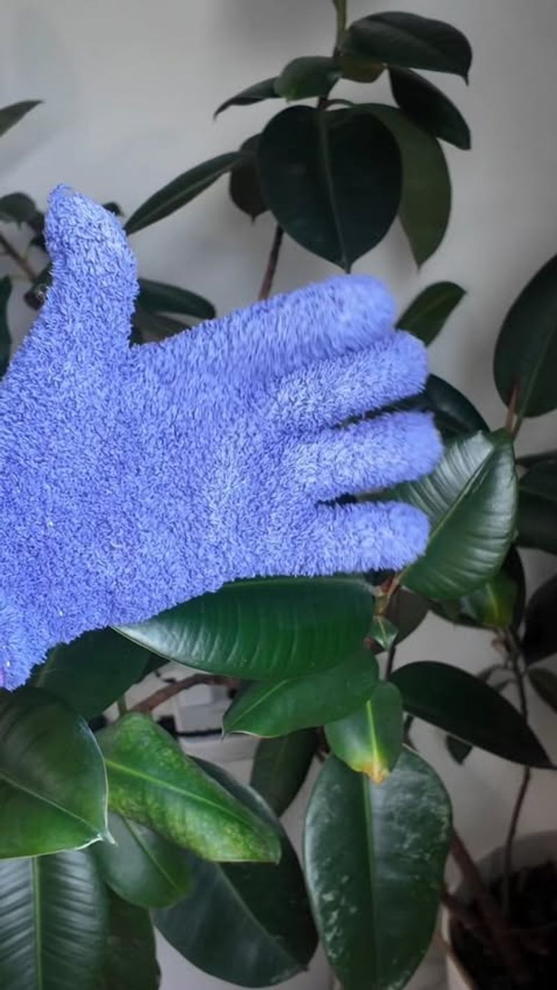 Clean Leaves To Remove Dust And Debris