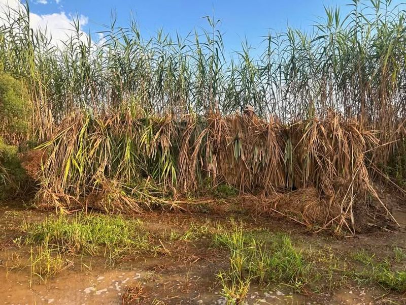 Johnsongrass Spreads Underground And Falls Under Arizona Weed Restrictions