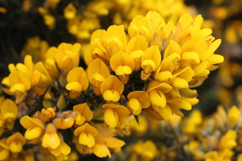 Gorse (Ulex europaeus)