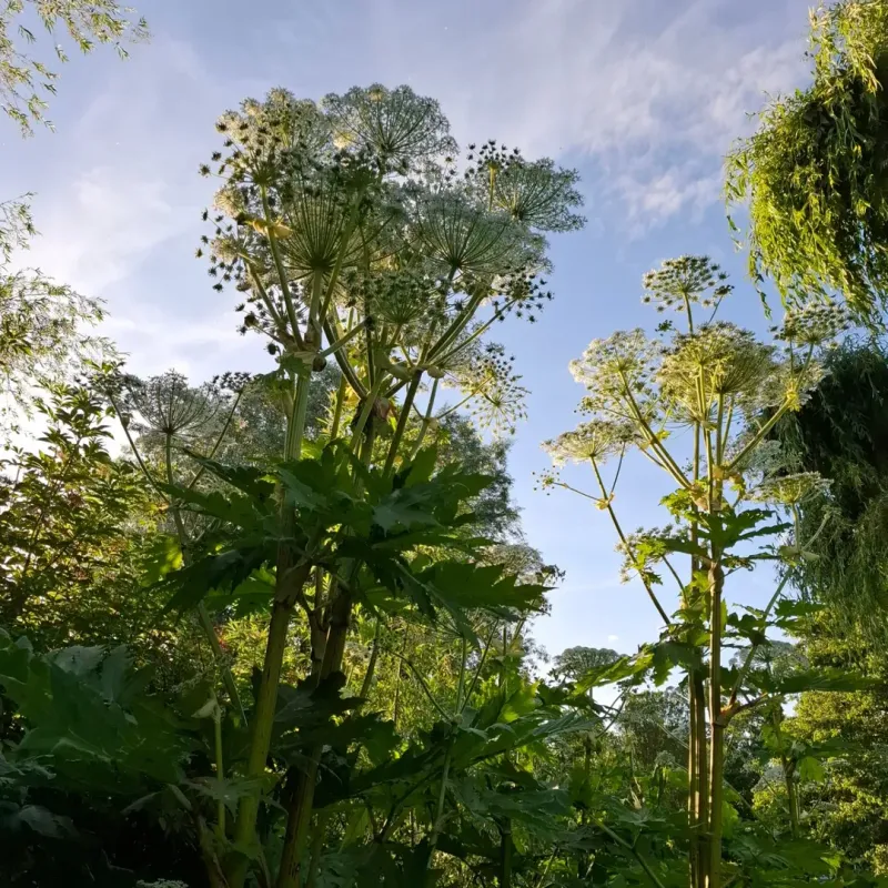 Giant Hogweed (Heracleum mantegazzianum)