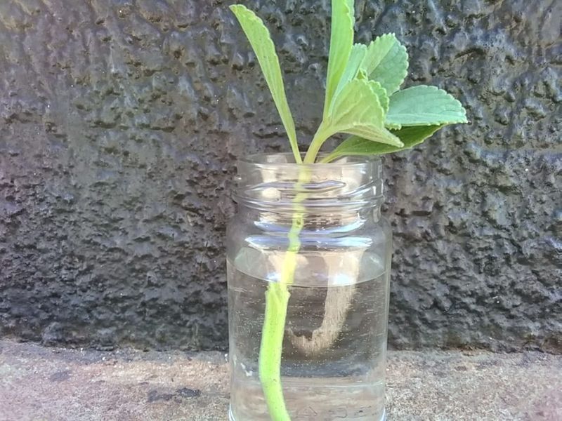 Swedish Ivy Roots Easily From Trailing Stems