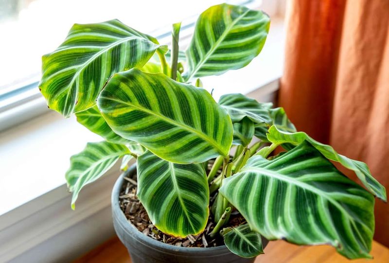 Calathea