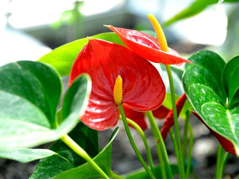 Anthurium Displays Heart-Shaped Blooms Year-Round