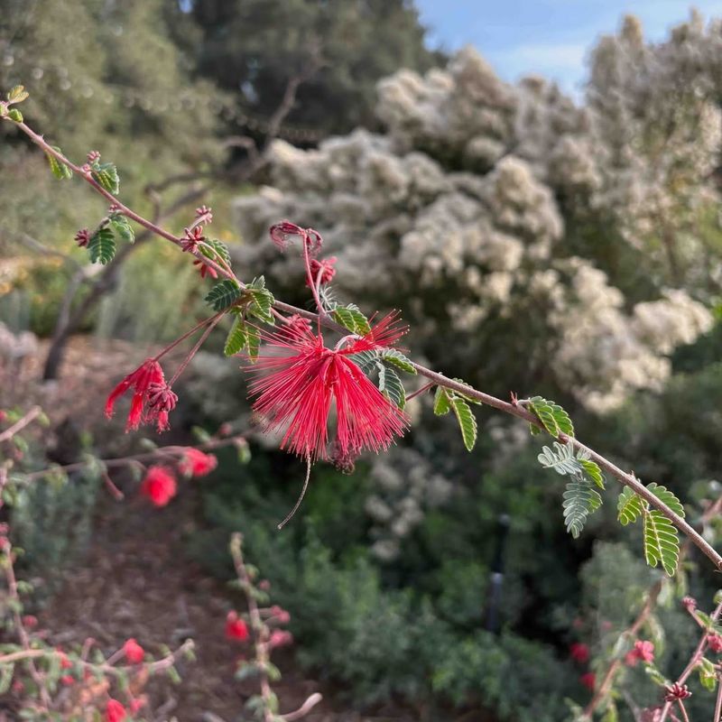 Native And Desert-Adapted Plants Perform Far Better Long Term
