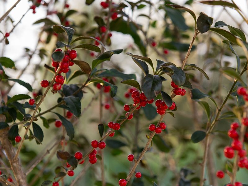 Possumhaw Holly
