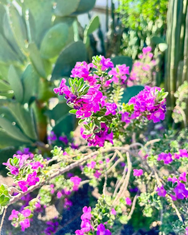 Texas Sage Shrugs Off Browsing And Keeps Growing