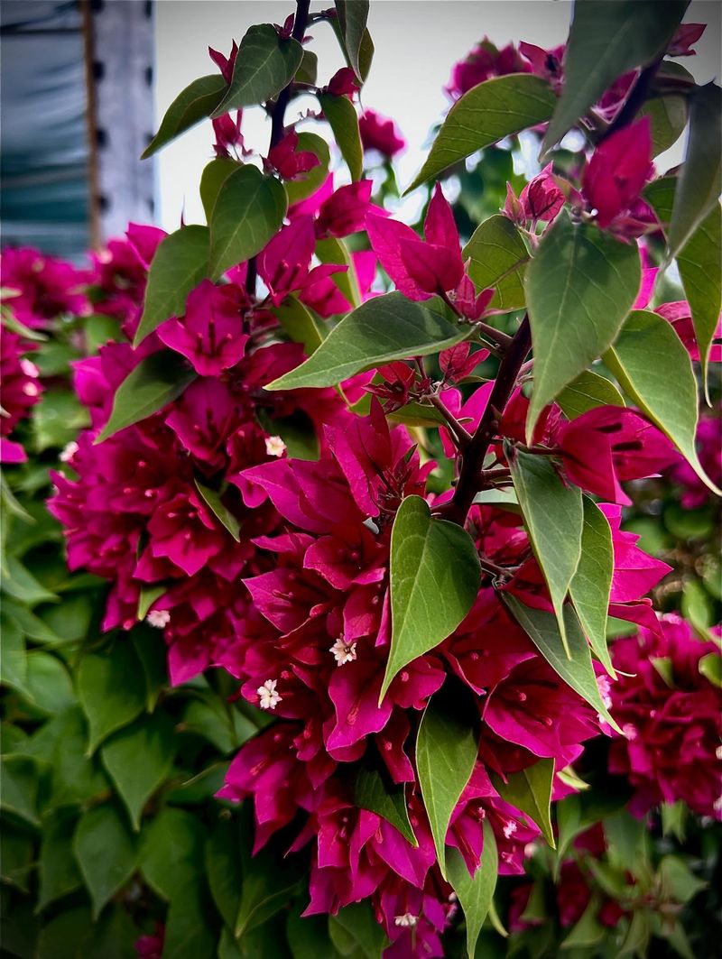 Bougainvillea