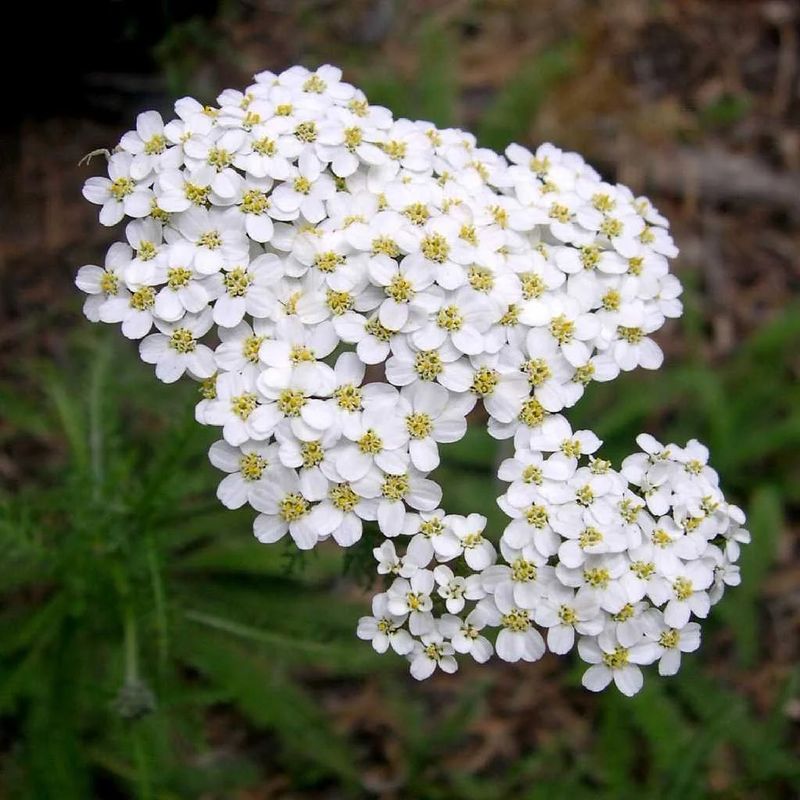 Yarrow (Achillea Millefolium)