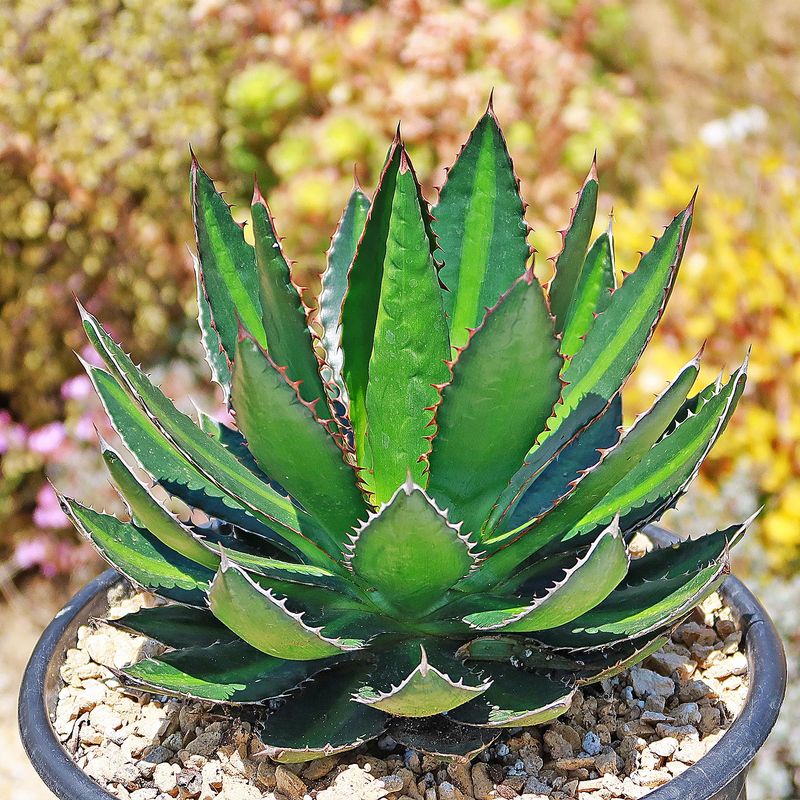 Agave lophantha Compact Size With Strong Heat Tolerance
