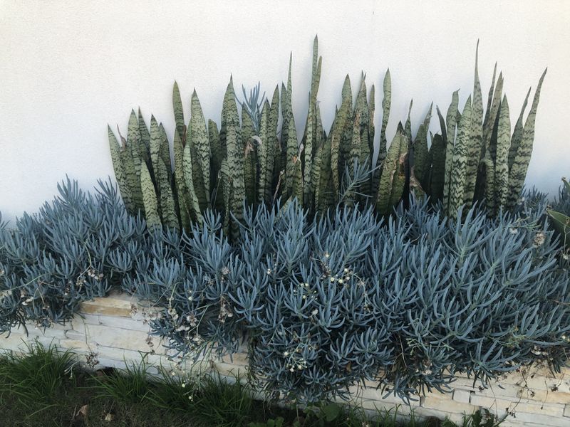 Blue Chalk Sticks And Snake Plants For Height And Cool-Toned Contrast