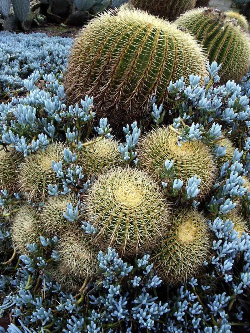 Barrel Cactus And Blue Chalk Sticks For Color Contrast