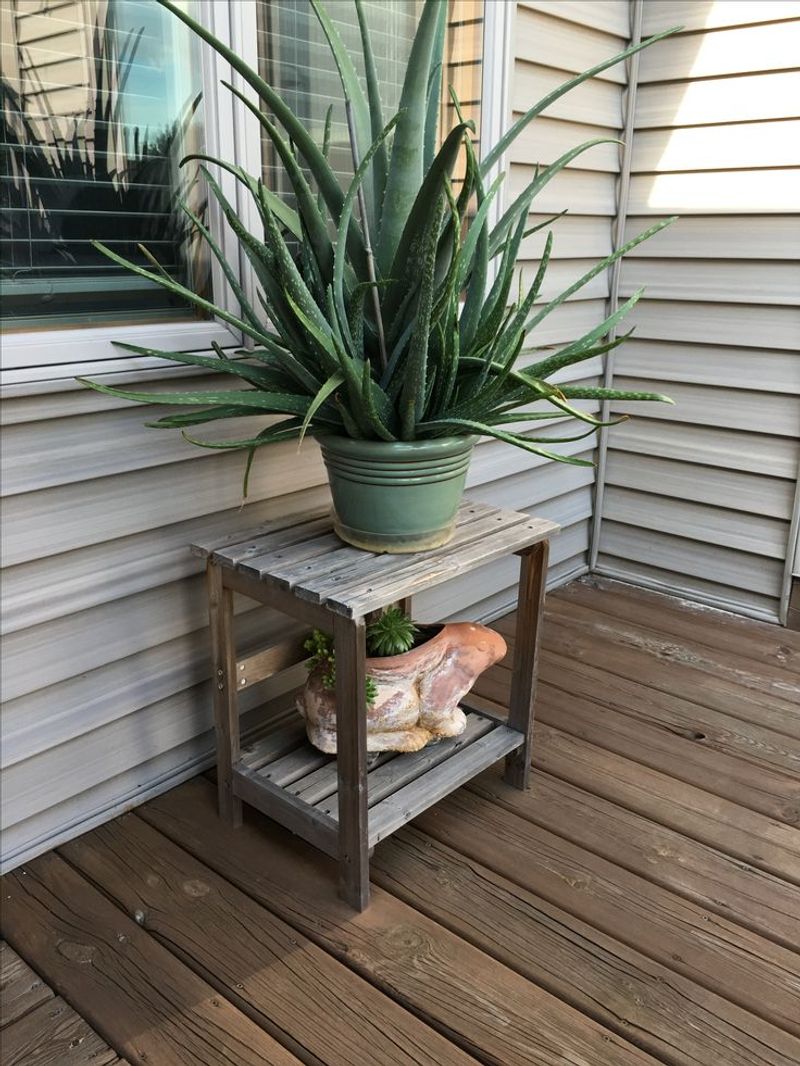 Aloe Handles Arizona Heat Without Drama