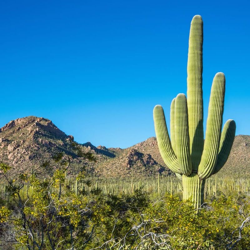 Saguaro Cactus Brings Iconic Desert Luxury To The Landscape