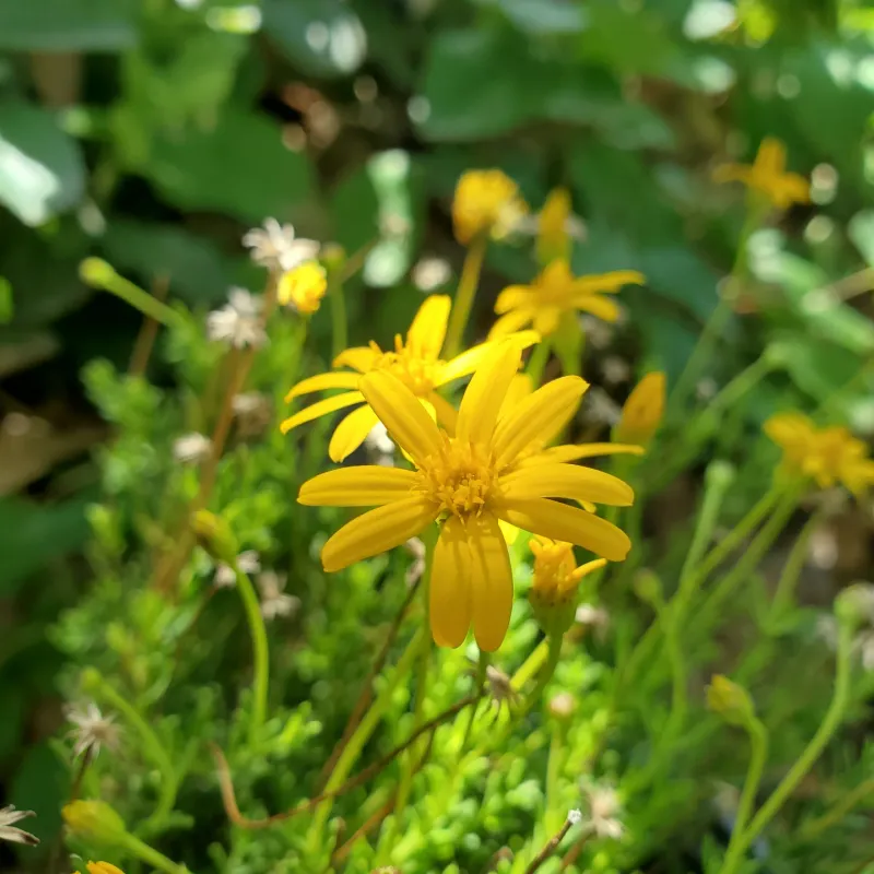 Damianita Stays Compact And Heat Tolerant In Pots