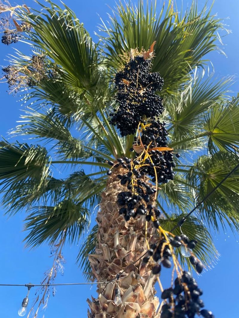 Mexican Fan Palm Adds Height And A Tropical Silhouette