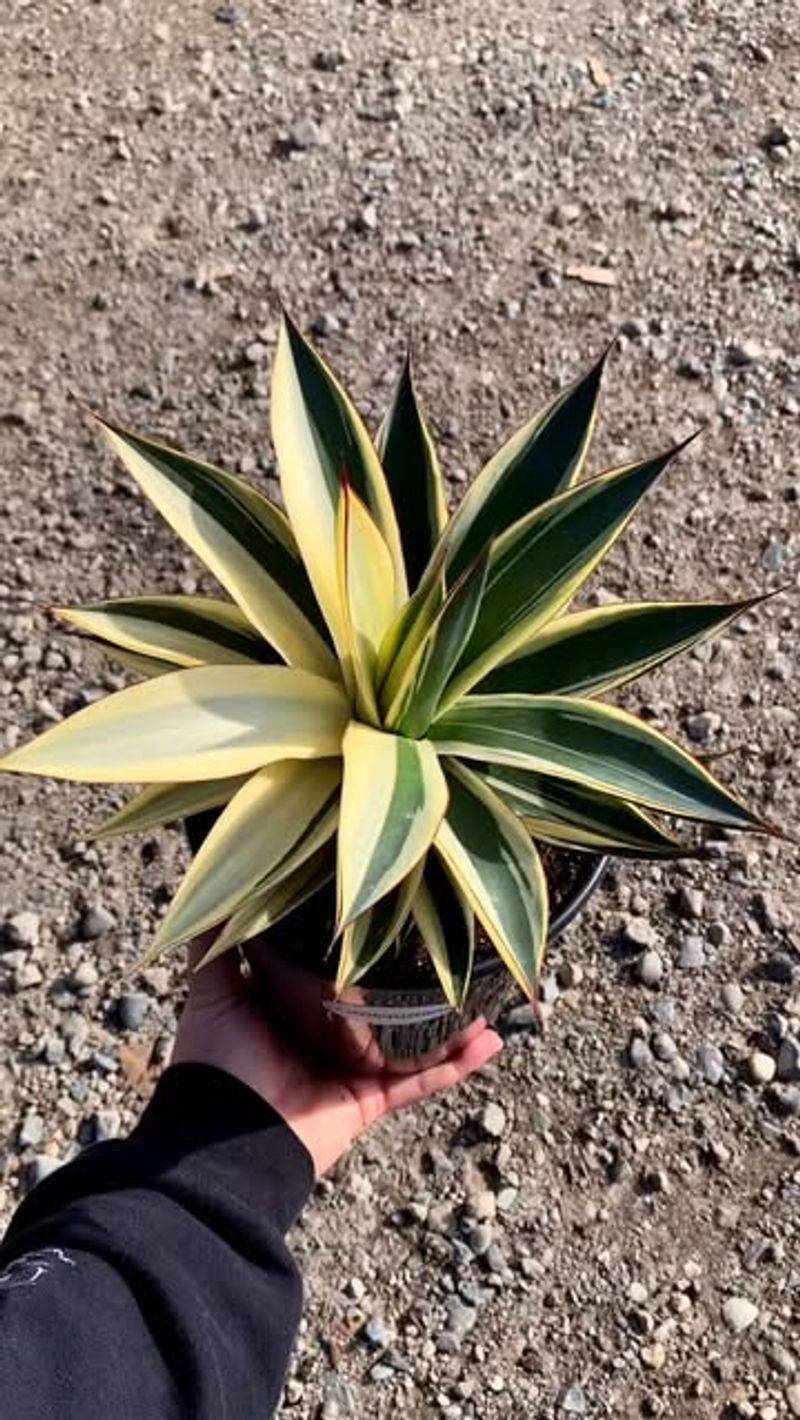 Agave 'Blue Glow' Handles Heat And Bright Light
