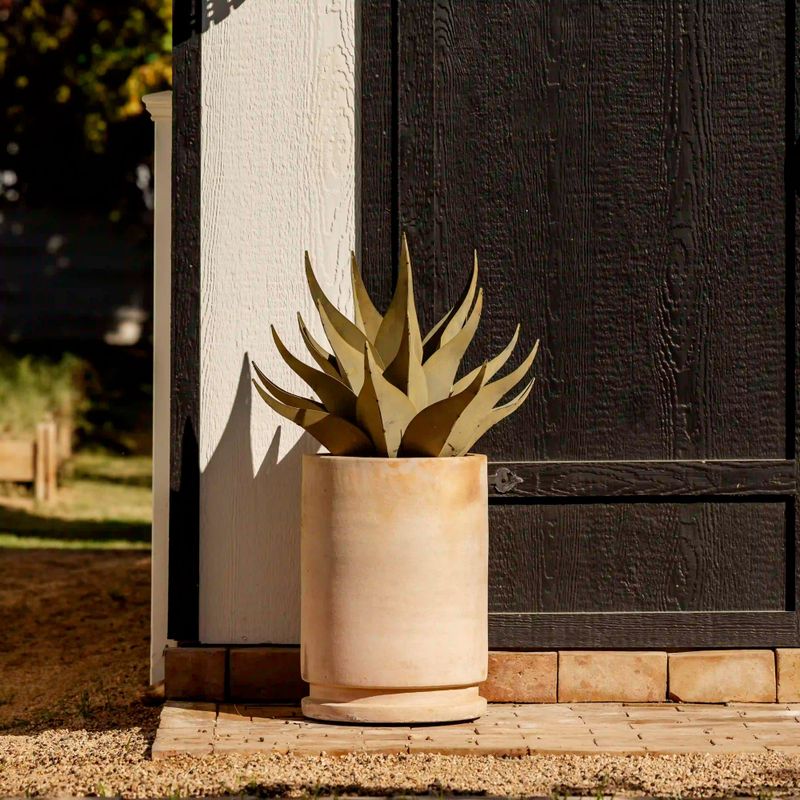 Agave 'Sharkskin' Durable Leaves In Hot Conditions