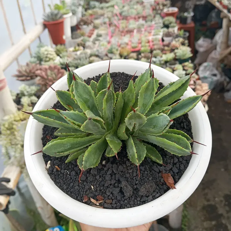 Agave Desmettiana Small Size With Big Heat Tolerance