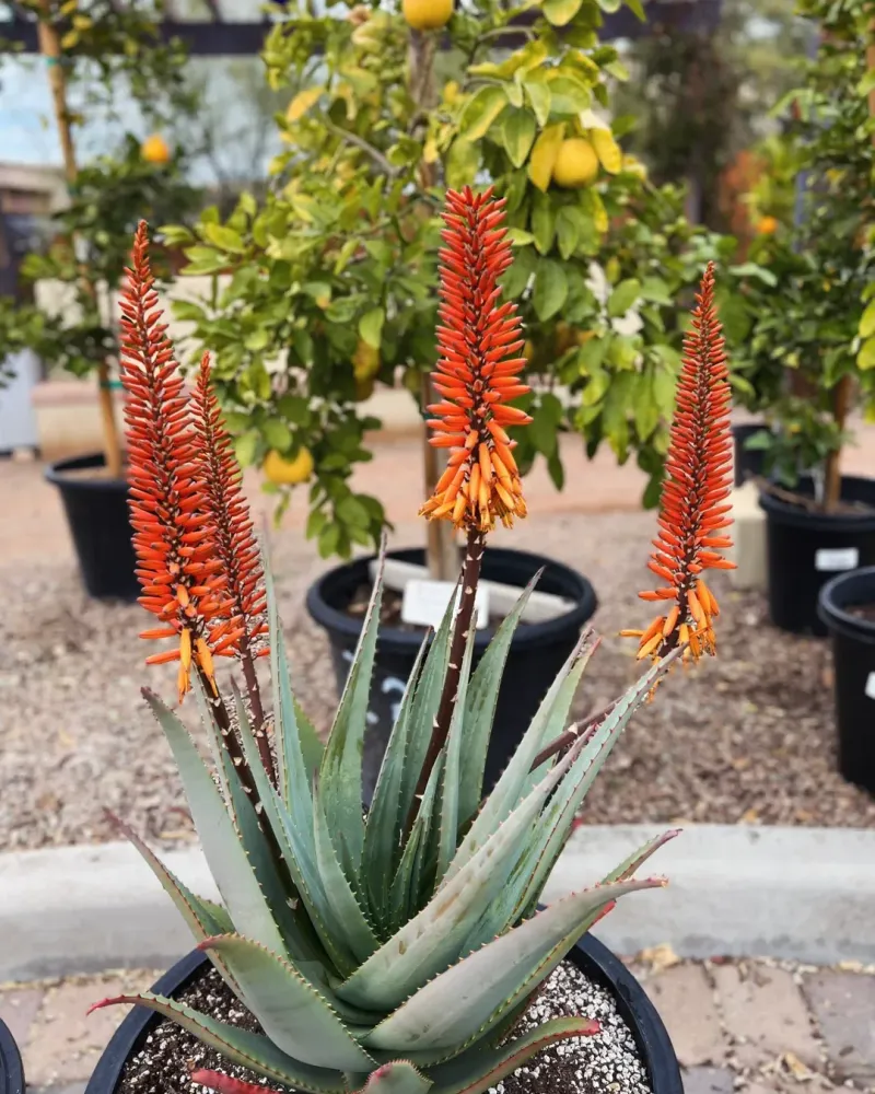 Aloe