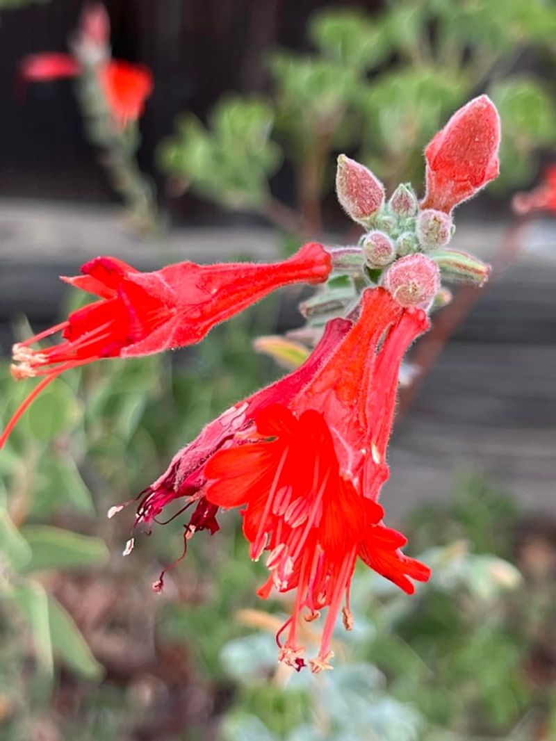California Fuchsia
