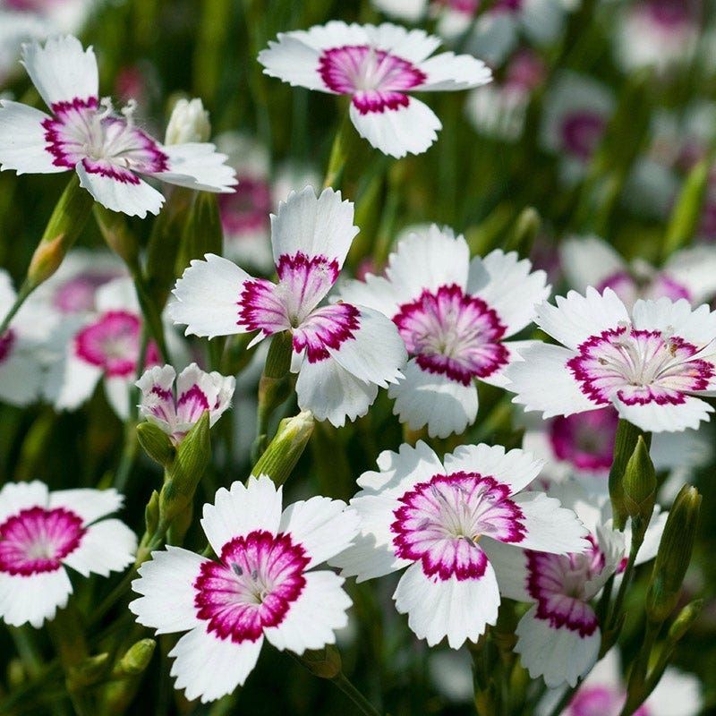 Dianthus Builds Strong Early Roots