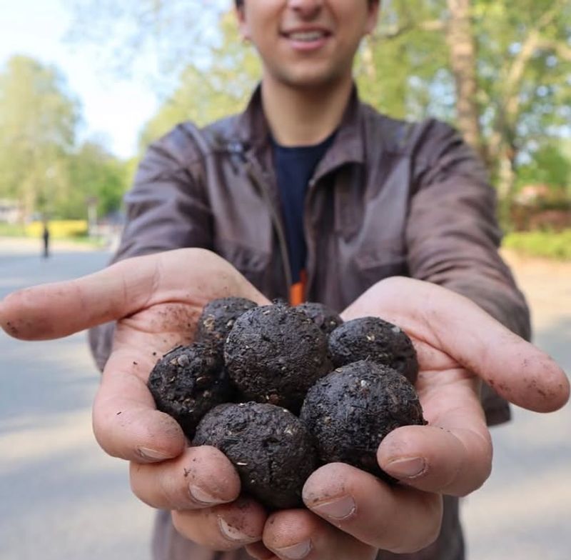 Native California Wildflower Seed Bombs